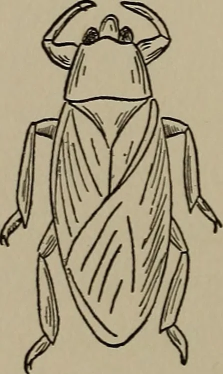 An illustration from The boy collector's handbook, 1915, leaf 175