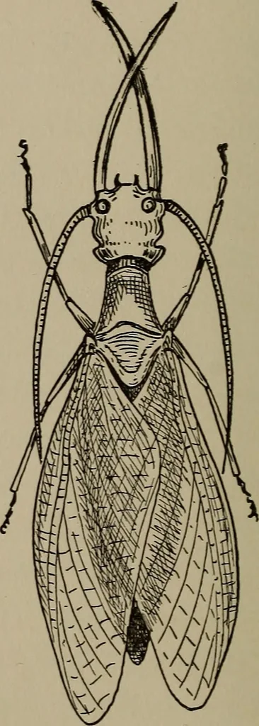 An illustration from The boy collector's handbook, 1915, leaf 175