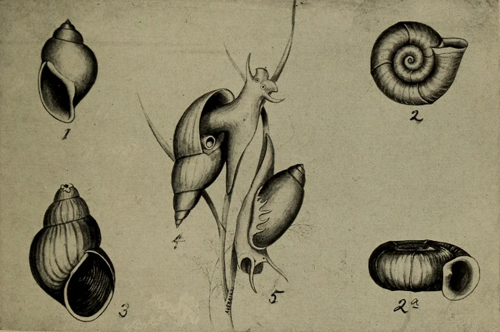 An illustration from The boy collector's handbook, 1915, leaf 180