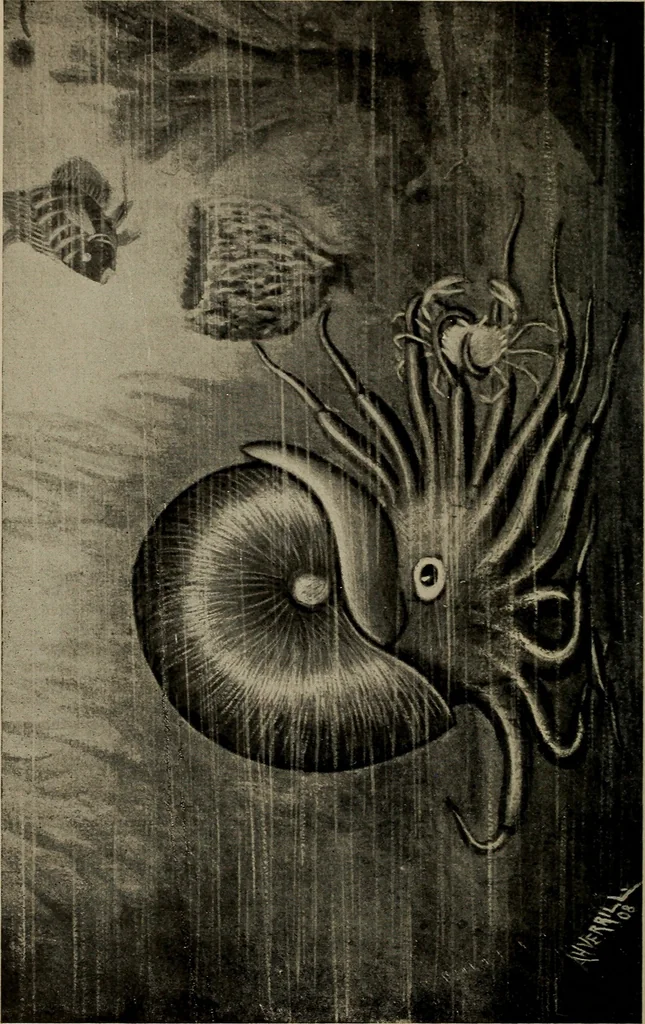 An illustration from The boy collector's handbook, 1915, leaf 181