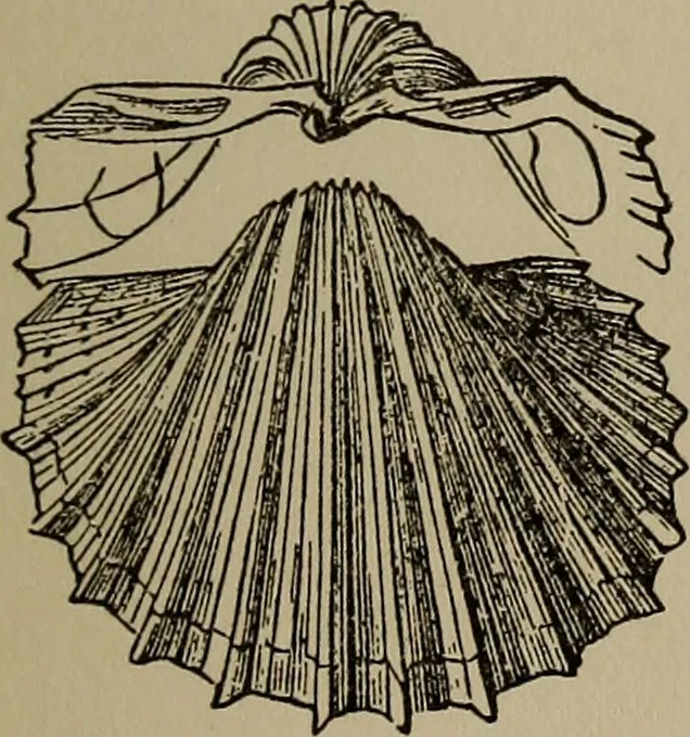 An illustration from The boy collector's handbook, 1915, leaf 190