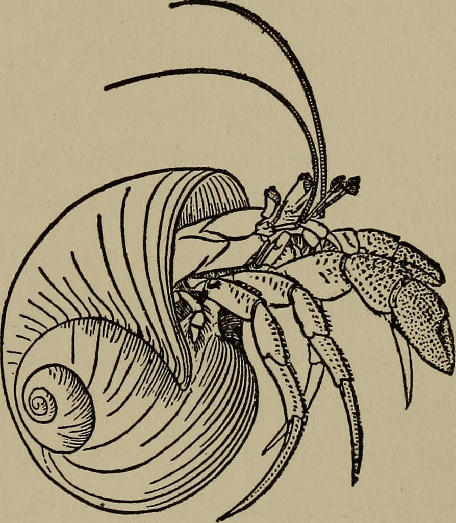 An illustration from The boy collector's handbook, 1915, leaf 190