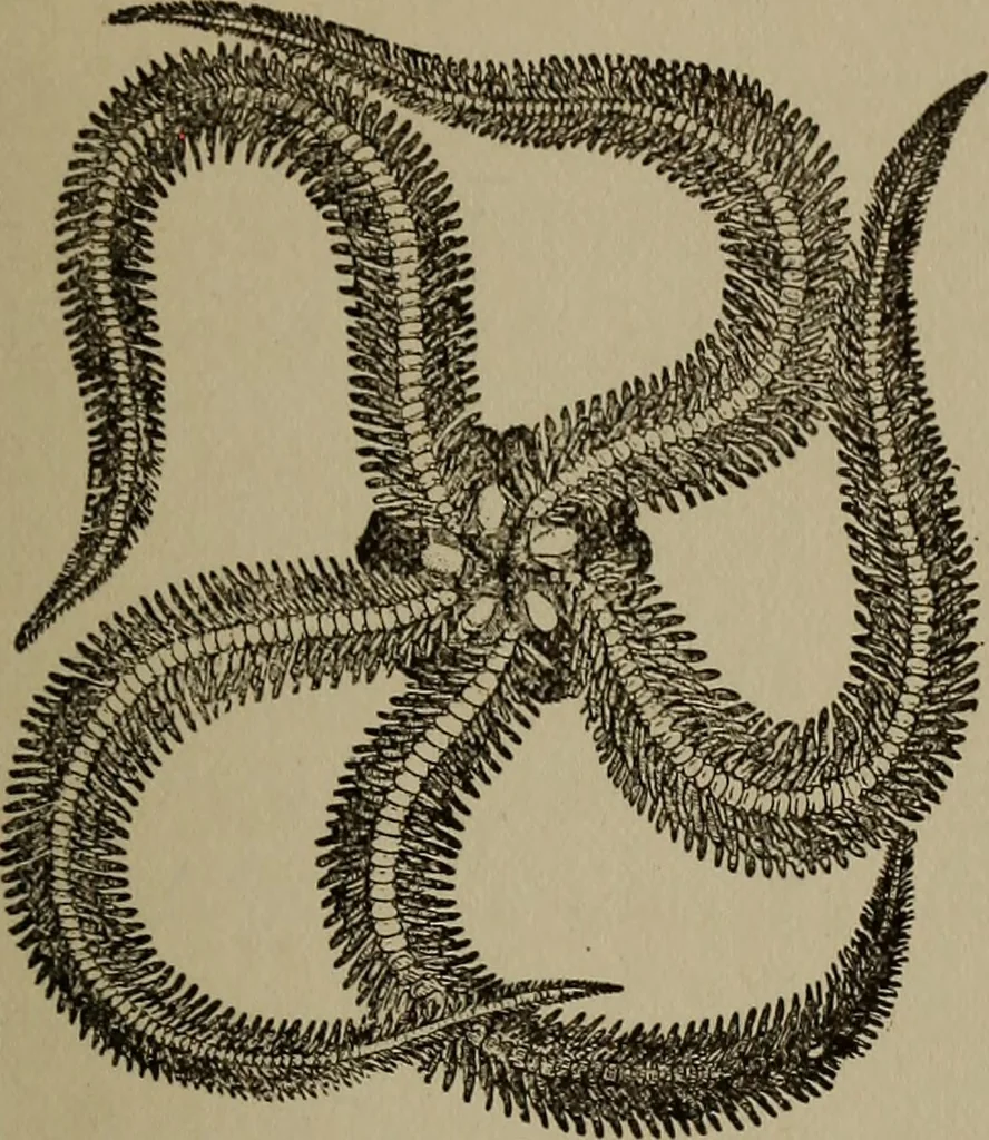 An illustration from The boy collector's handbook, 1915, leaf 194