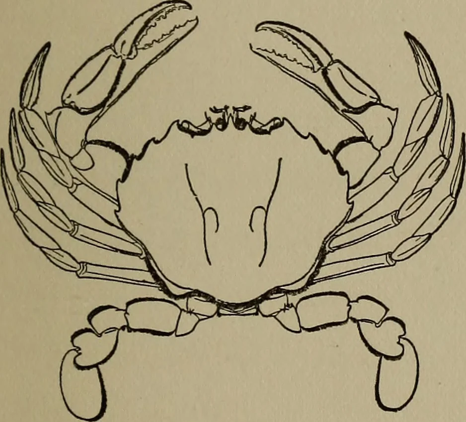 An illustration from The boy collector's handbook, 1915, leaf 194