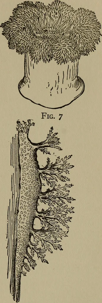 An illustration from The boy collector's handbook, 1915, leaf 194
