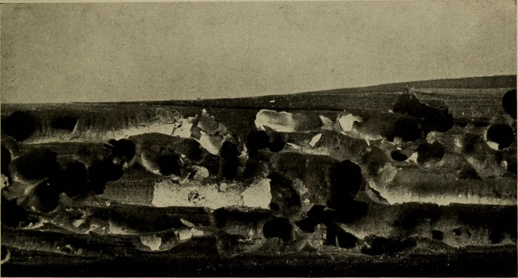 An illustration from The boy collector's handbook, 1915, leaf 196