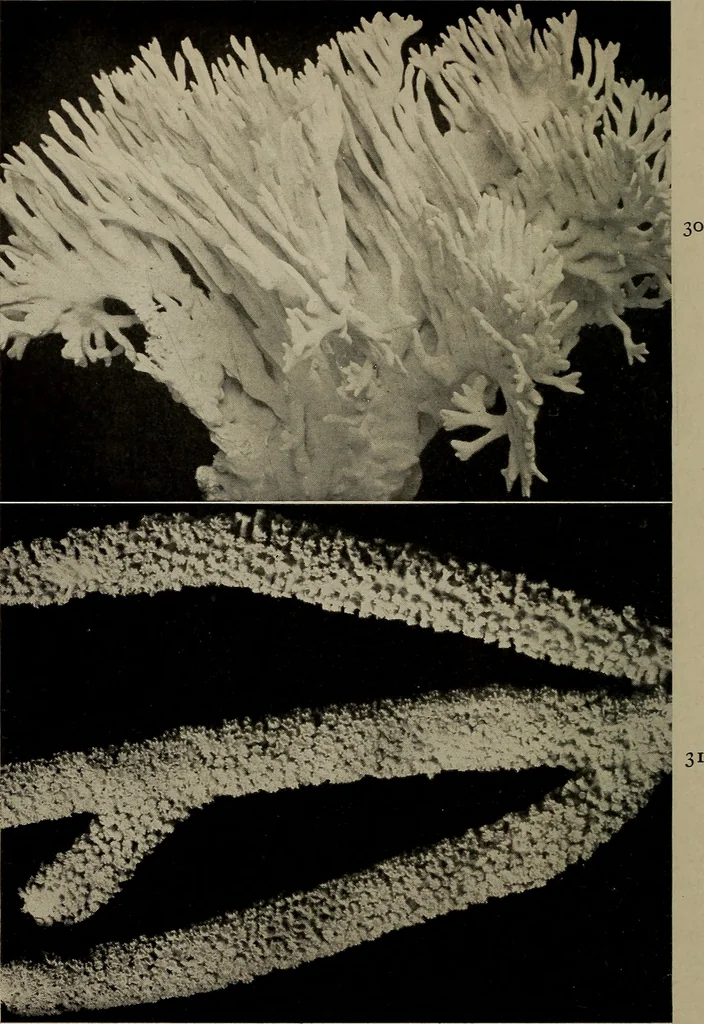 An illustration from The boy collector's handbook, 1915, leaf 197