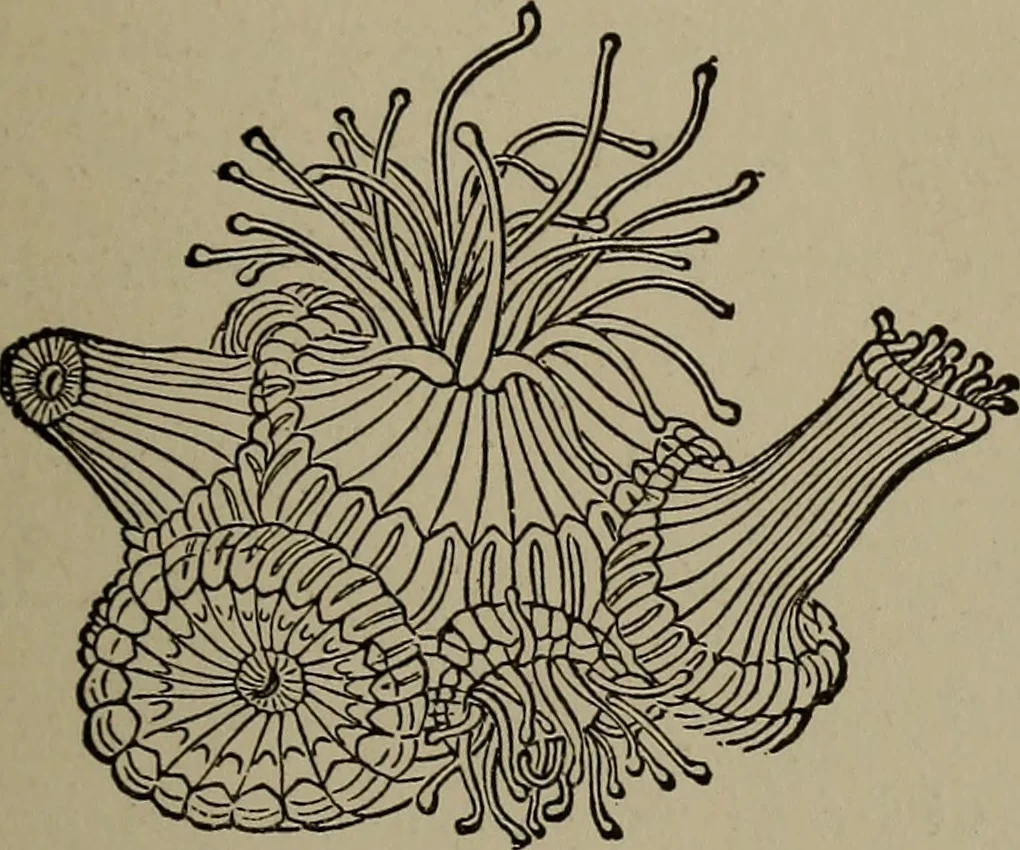 An illustration from The boy collector's handbook, 1915, leaf 198