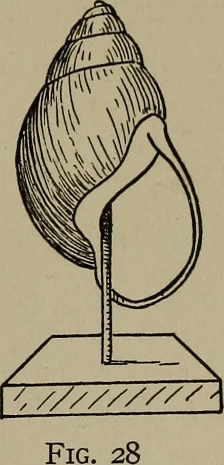 An illustration from The boy collector's handbook, 1915, leaf 198