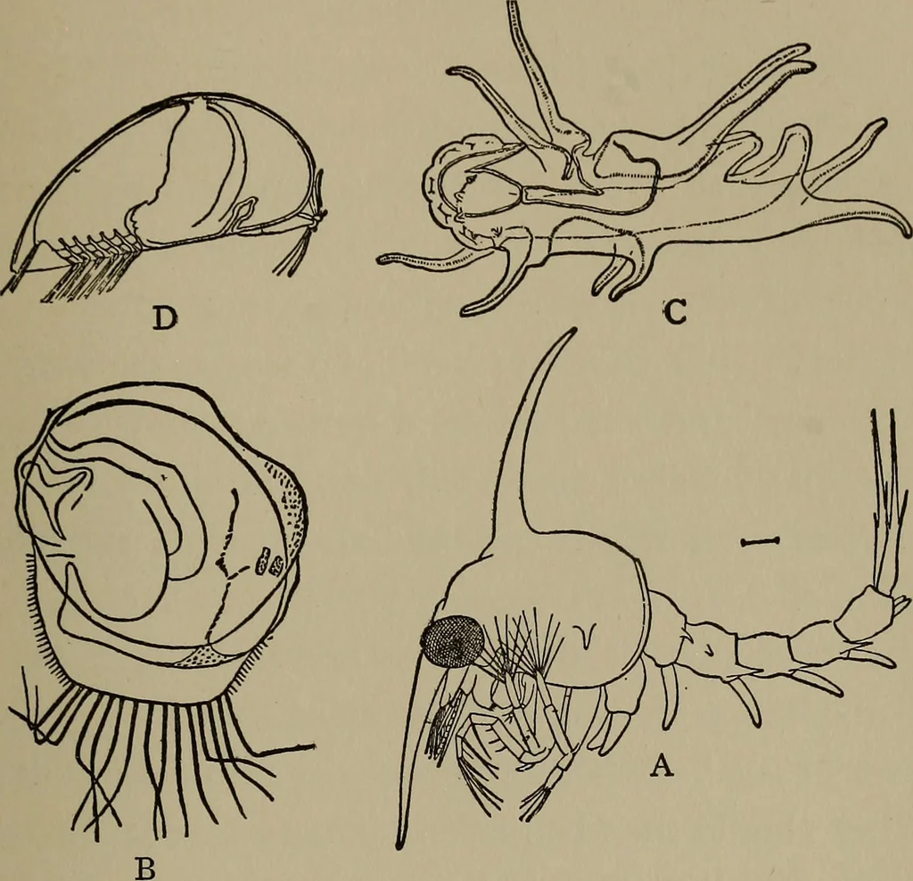 An illustration from The boy collector's handbook, 1915, leaf 220