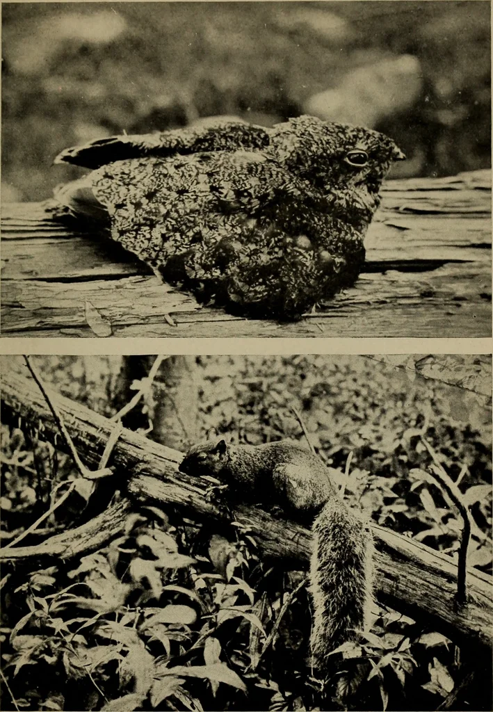 An illustration from The boy collector's handbook, 1915, leaf 232