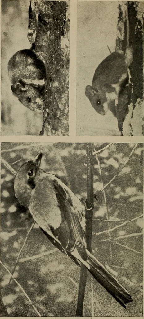 An illustration from The boy collector's handbook, 1915, leaf 233