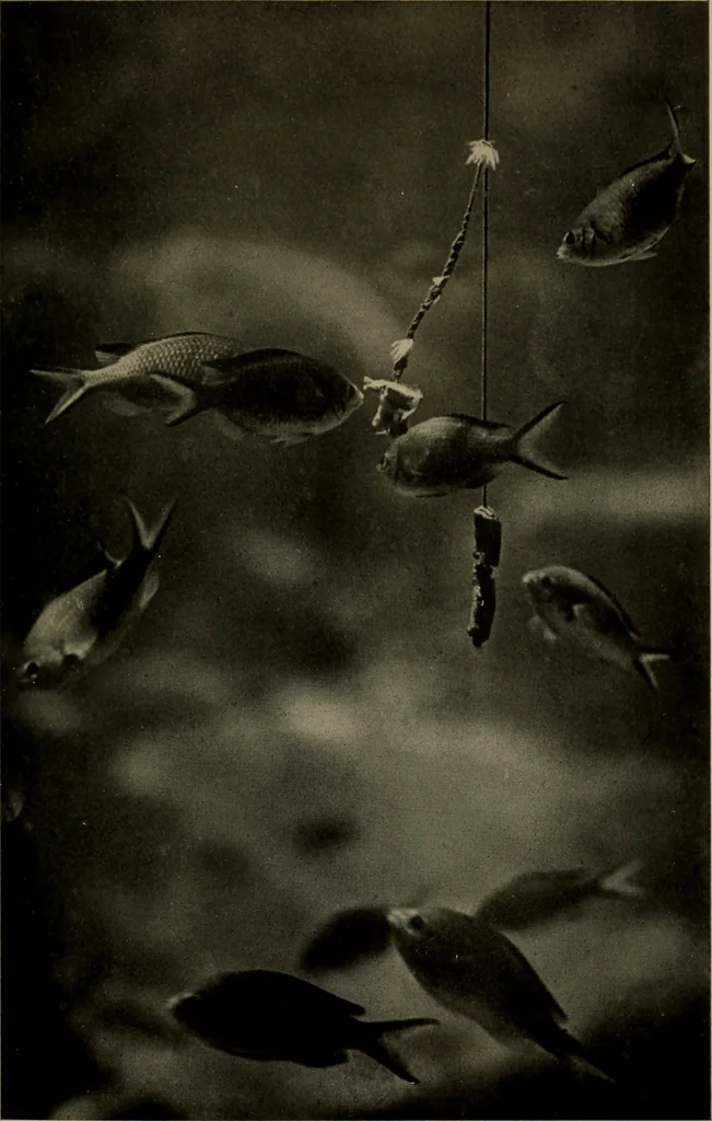 An illustration from The boy collector's handbook, 1915, leaf 248