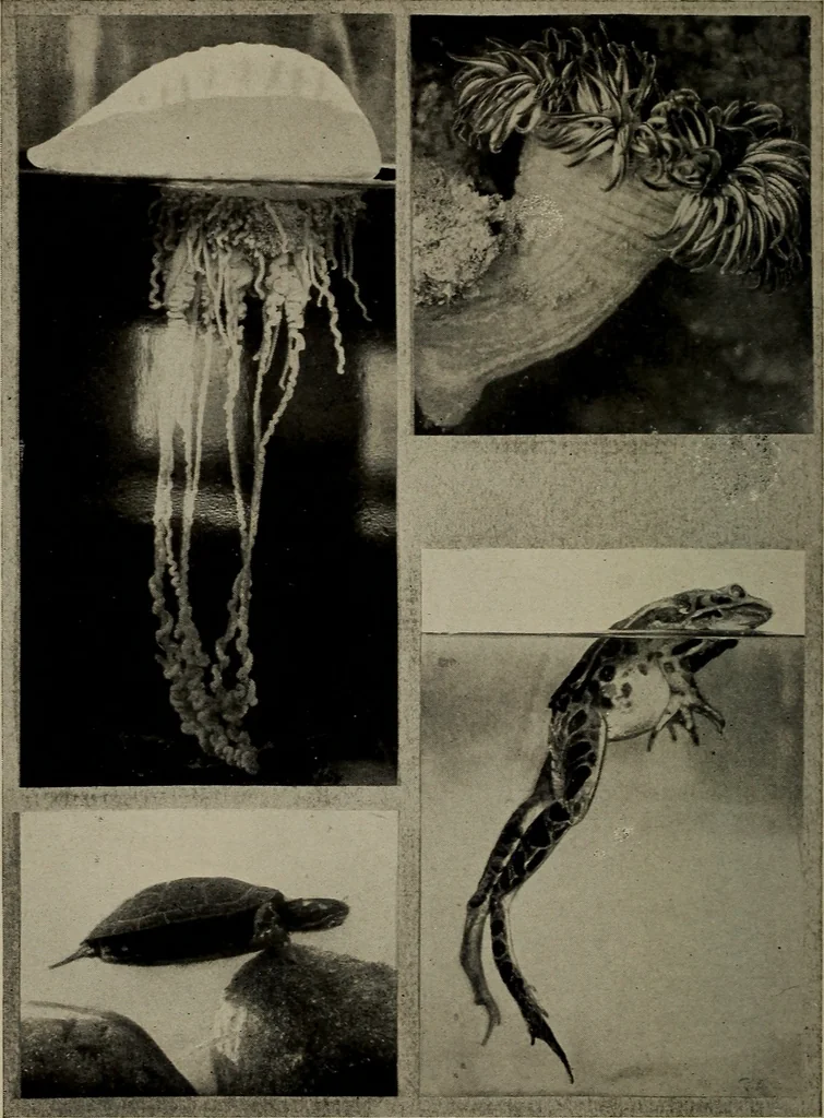 An illustration from The boy collector's handbook, 1915, leaf 249