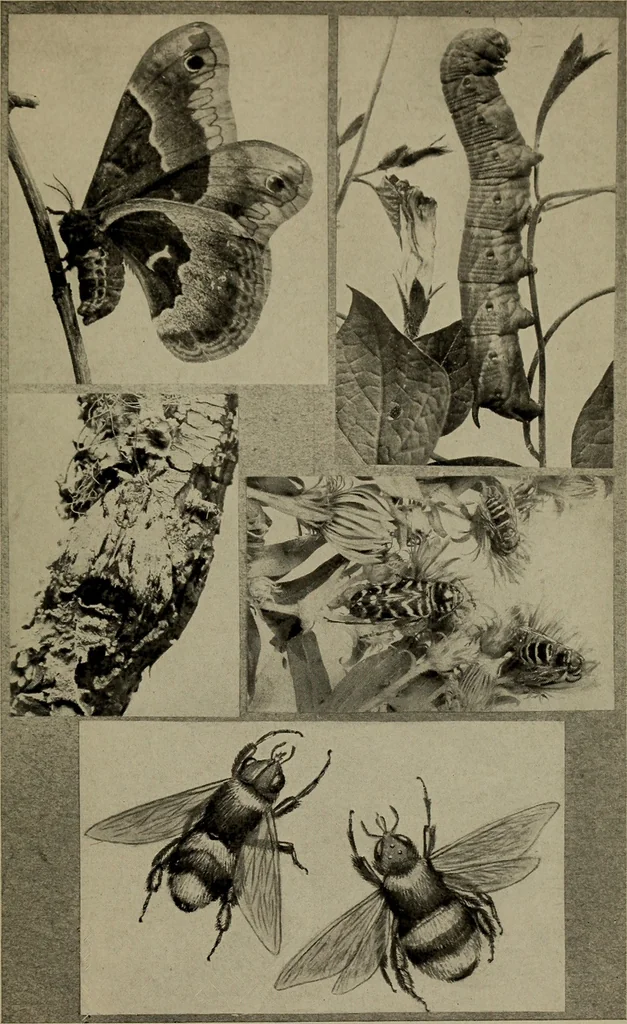 An illustration from The boy collector's handbook, 1915, leaf 254