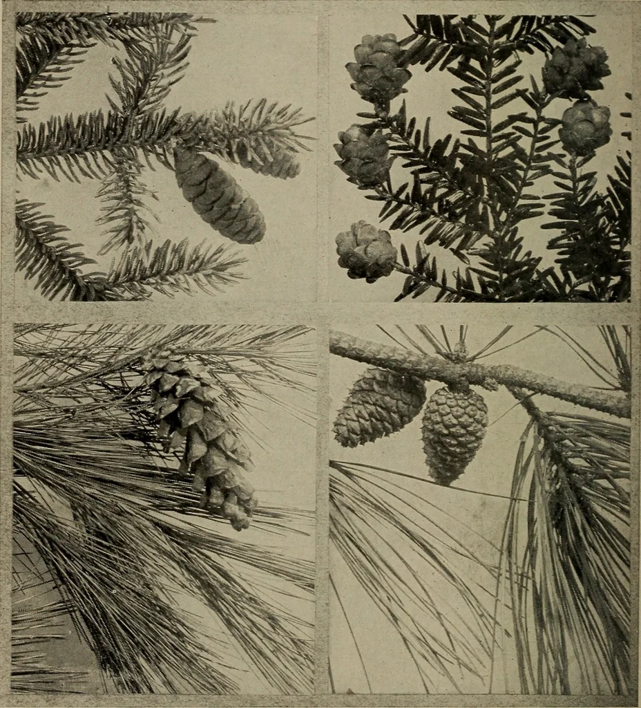 An illustration from The boy collector's handbook, 1915, leaf 255