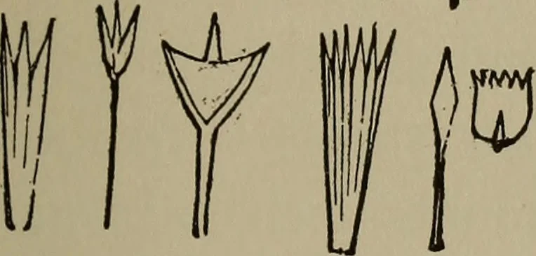 An illustration from The boy collector's handbook, 1915, leaf 266