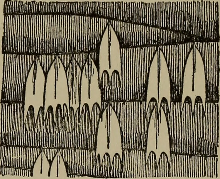 An illustration from The boy collector's handbook, 1915, leaf 266