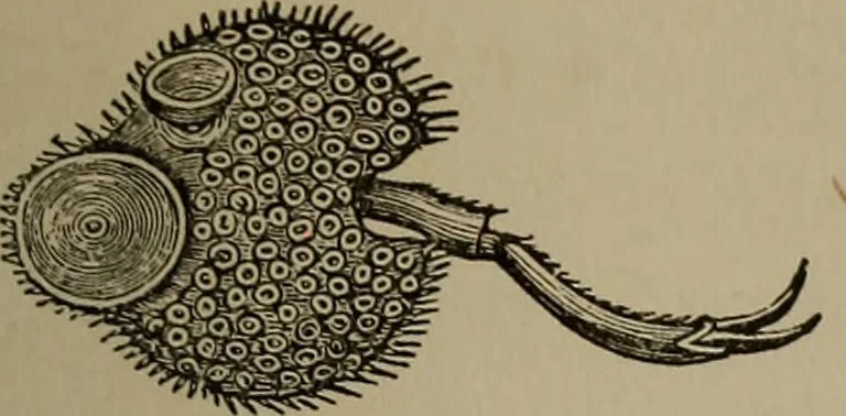 An illustration from The boy collector's handbook, 1915, leaf 270