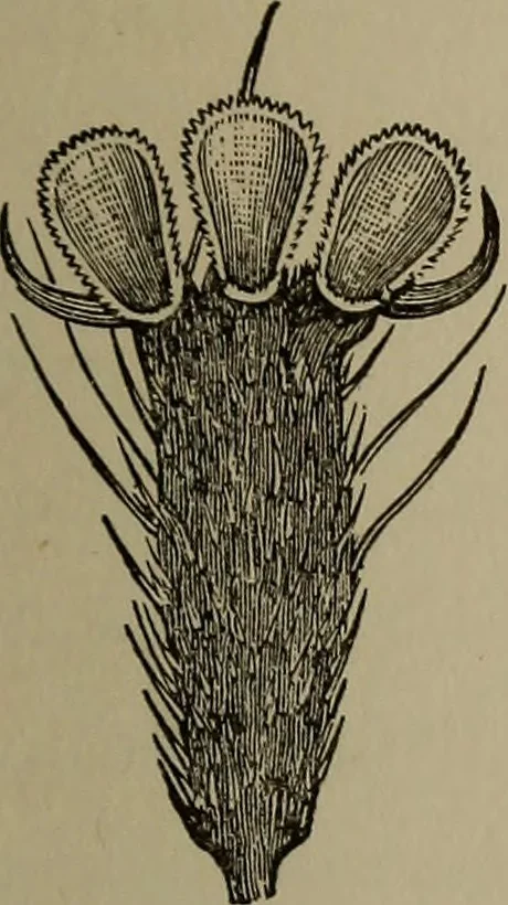 An illustration from The boy collector's handbook, 1915, leaf 270
