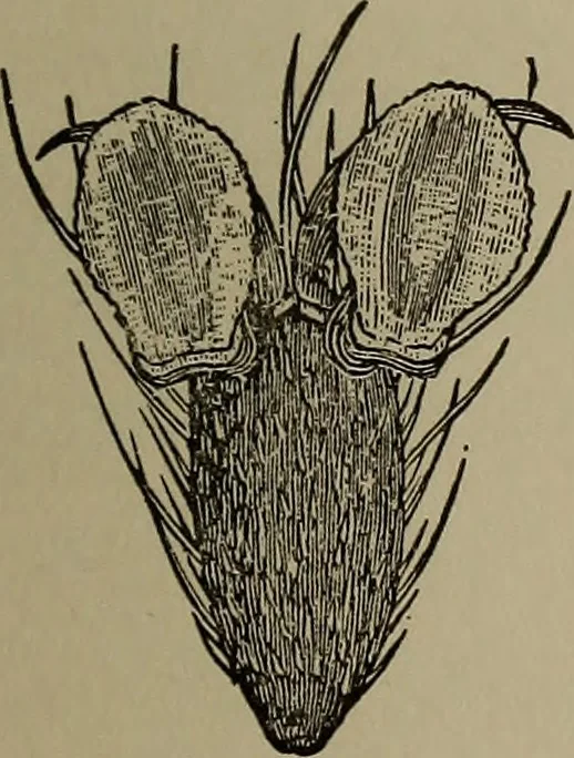 An illustration from The boy collector's handbook, 1915, leaf 270