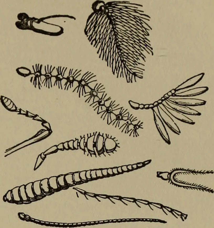 An illustration from The boy collector's handbook, 1915, leaf 270