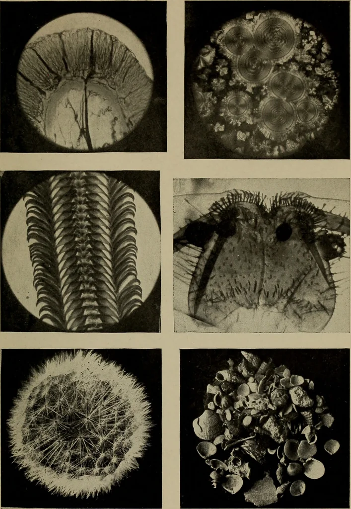 An illustration from The boy collector's handbook, 1915, leaf 274