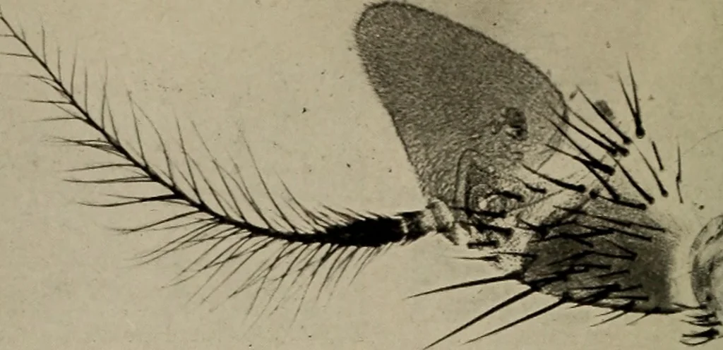 An illustration from The boy collector's handbook, 1915, leaf 275
