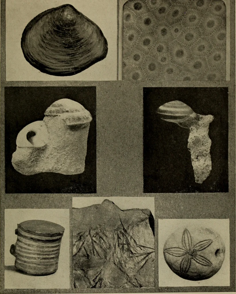 An illustration from The boy collector's handbook, 1915, leaf 60