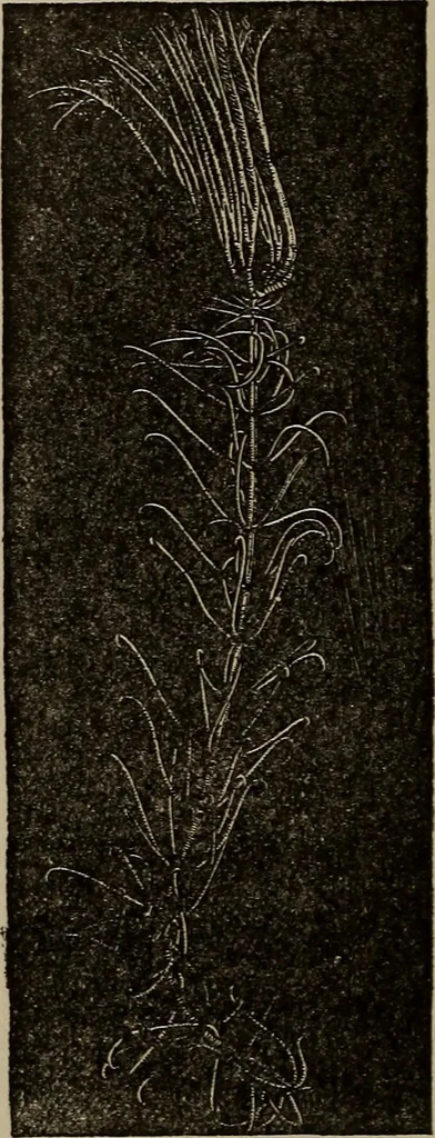 An illustration from The boy collector's handbook, 1915, leaf 65