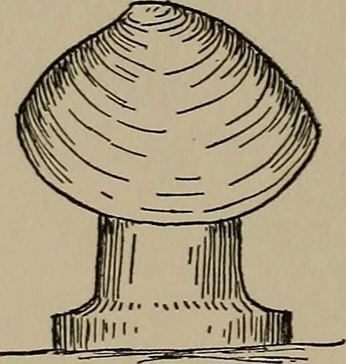 An illustration from The boy collector's handbook, 1915, leaf 69