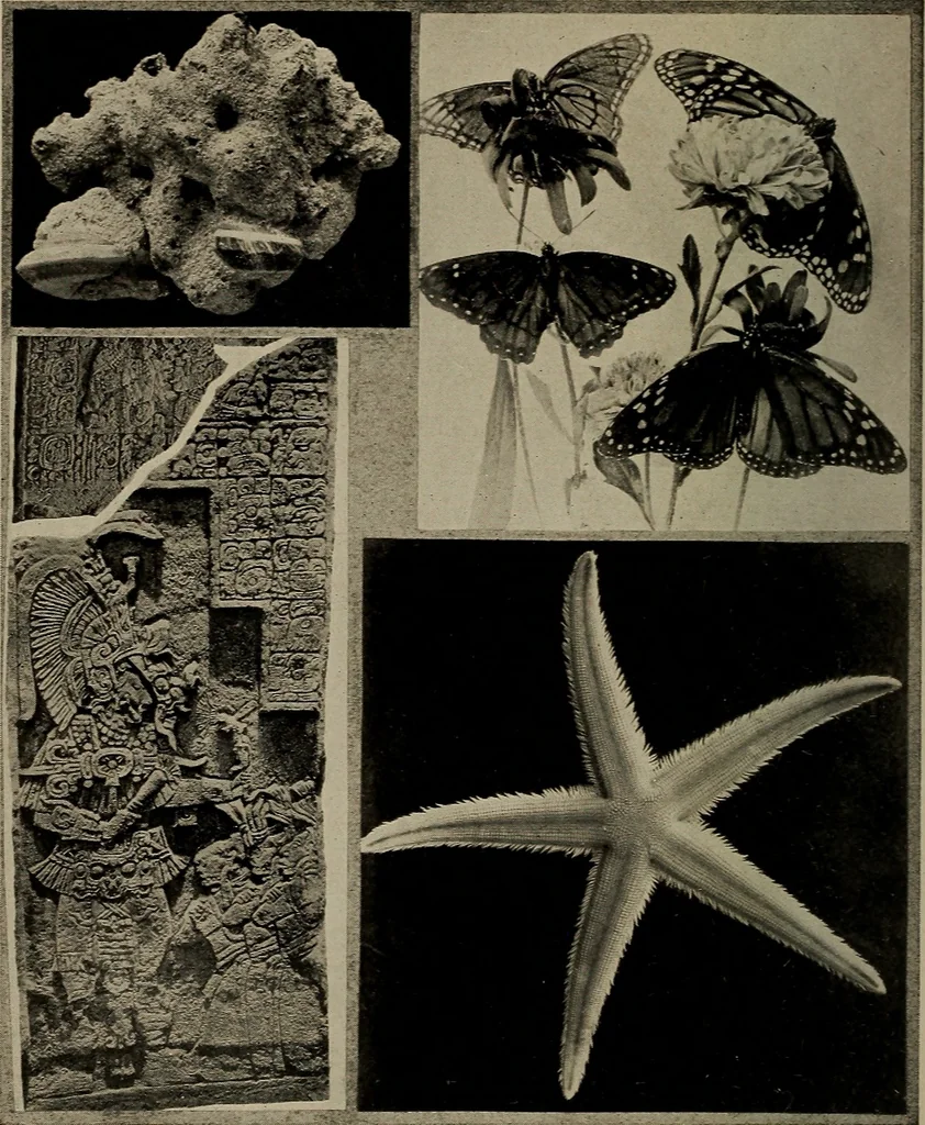 An illustration from The boy collector's handbook, 1915, leaf 7