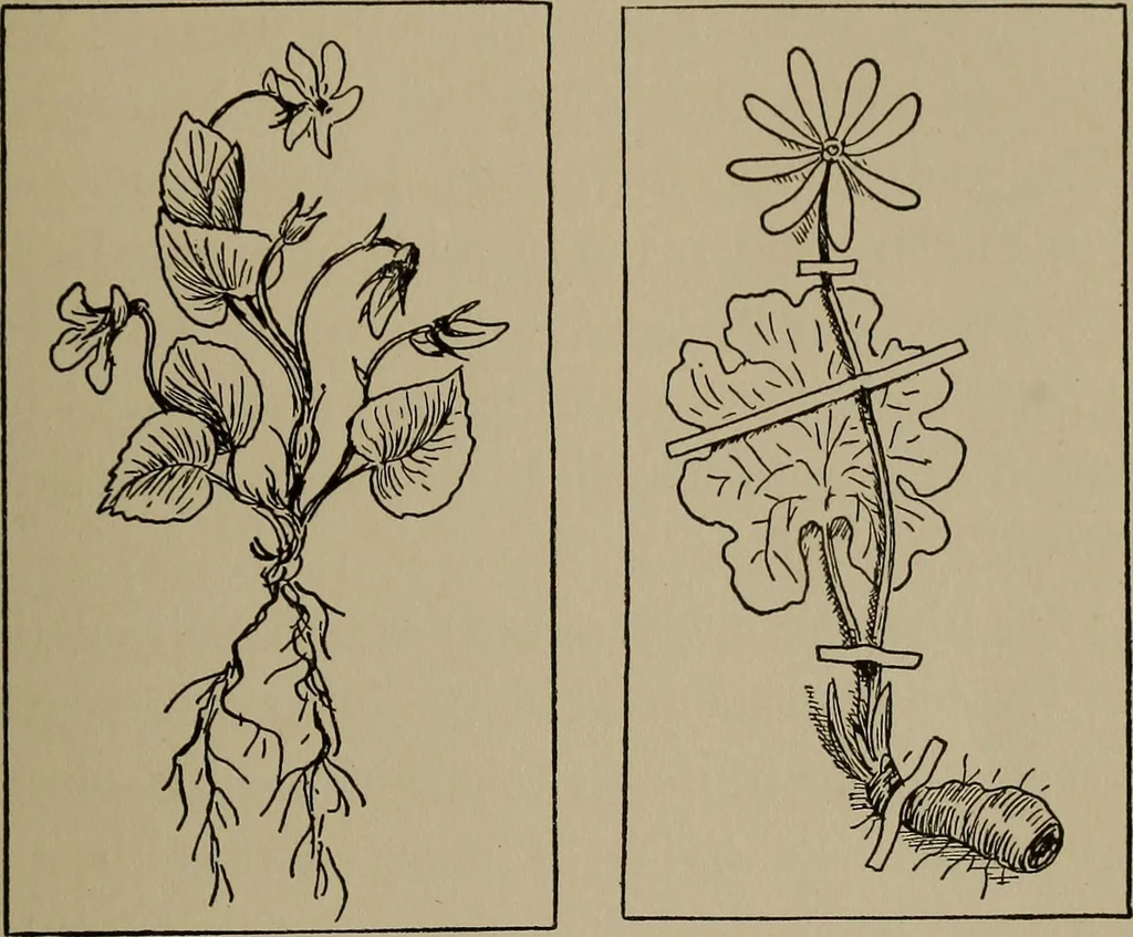 An illustration from The boy collector's handbook, 1915, leaf 74