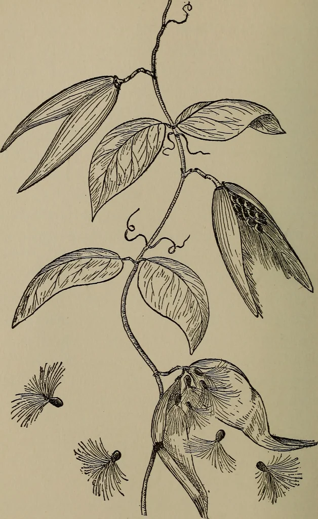 An illustration from The boy collector's handbook, 1915, leaf 77