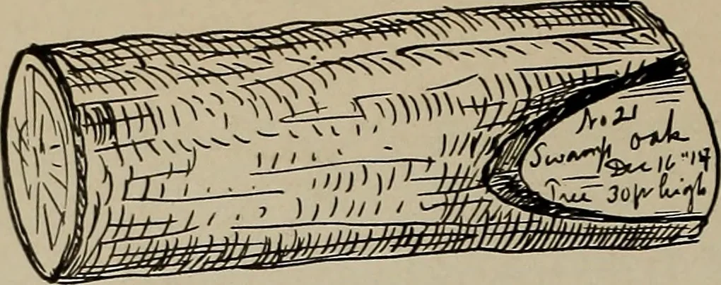 An illustration from The boy collector's handbook, 1915, leaf 83