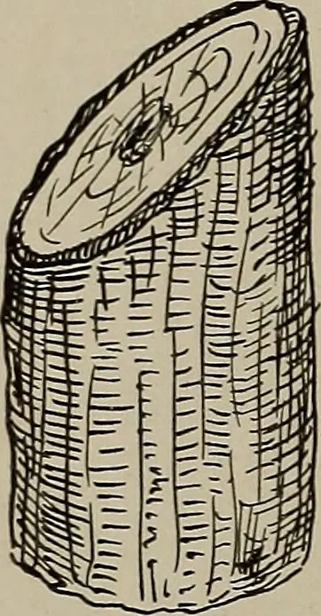 An illustration from The boy collector's handbook, 1915, leaf 83