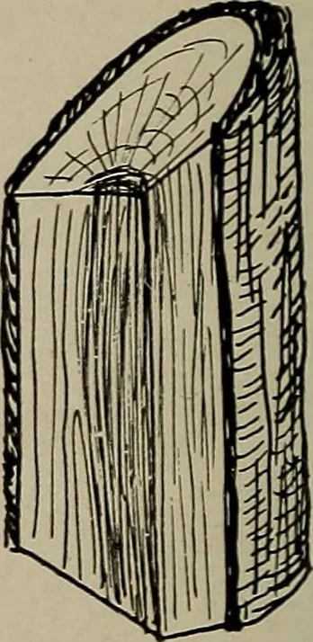 An illustration from The boy collector's handbook, 1915, leaf 83