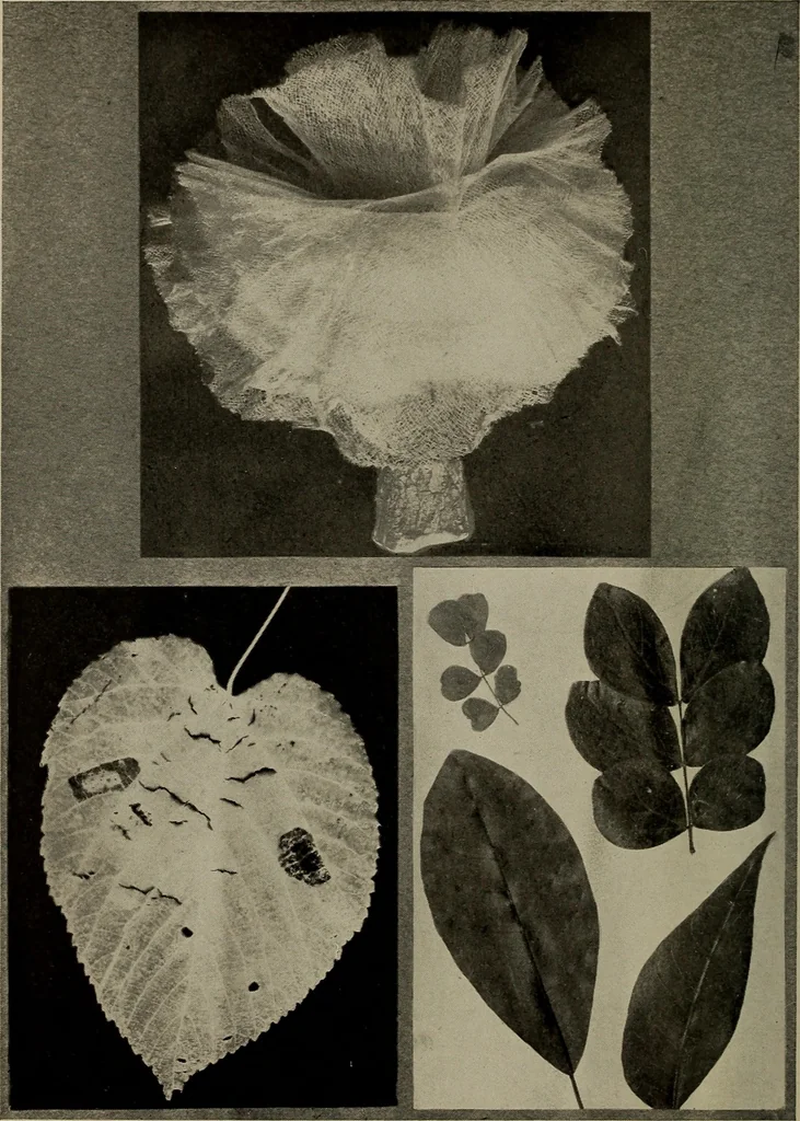 An illustration from The boy collector's handbook, 1915, leaf 91