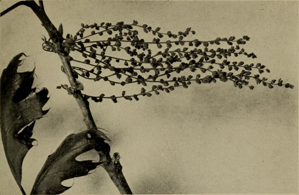 An illustration from The boy collector's handbook, 1915, leaf 98
