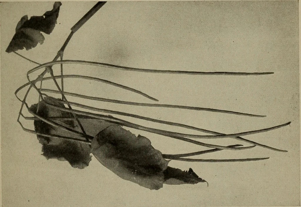 An illustration from The boy collector's handbook, 1915, leaf 98