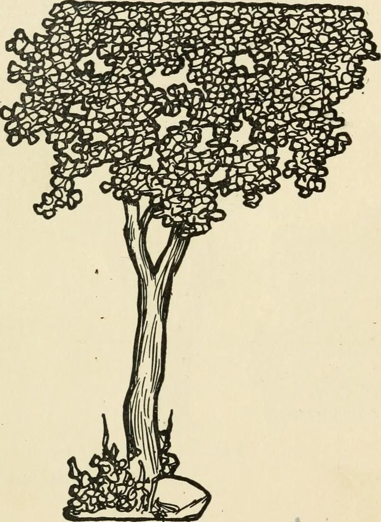 An illustration from The boy craftsman; practical ad profitable ideas for a boy's leisure hours, 1905, leaf 367