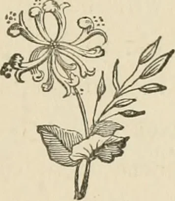 An illustration from The boy engineers;, 1880, leaf 74