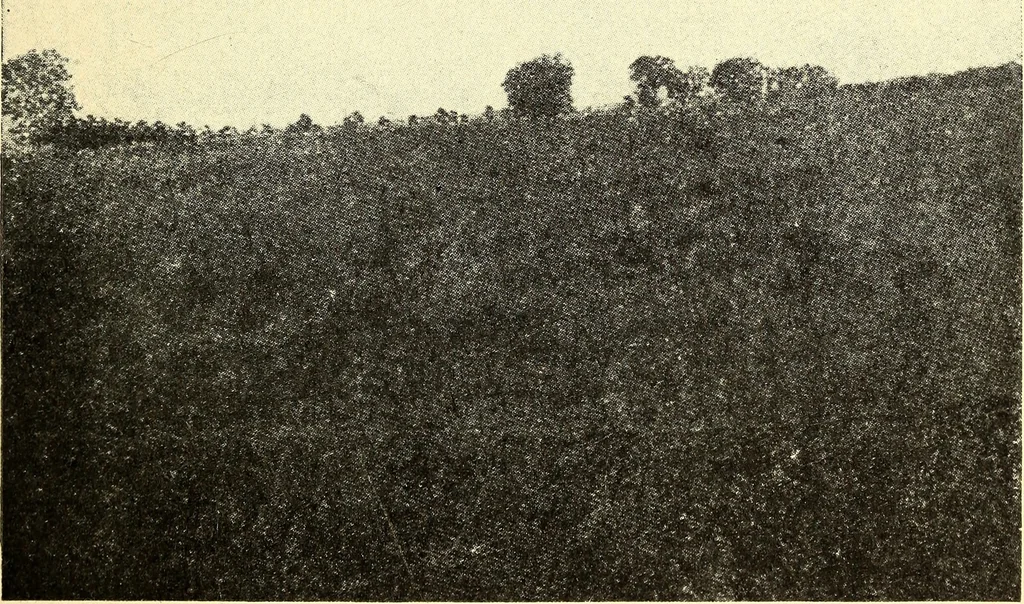 An illustration from The boys' book of model aeroplanes : how to build and fly them : with the story of the evolution of the flying machine, 1912, leaf 318