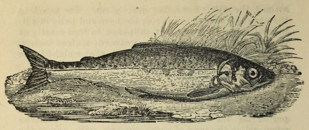 An illustration from The boy's holyday book, for all seasons : containing complete instructions for angling, swimming, conjuring, the making of fireworks, cricket, archery, gymnastics, and the various games for boys : numerous scientific experiments & amusements : elucidations of photography, electrotype, and daguerreotype : arithmetical pastimes : the language of the deaf & dumb, &c. : with numerous engravings, 1840, leaf 44