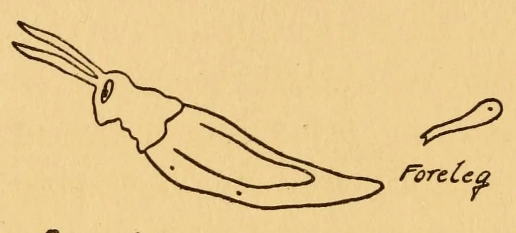 An illustration from Boy's make-at-home things, 1912, leaf 186