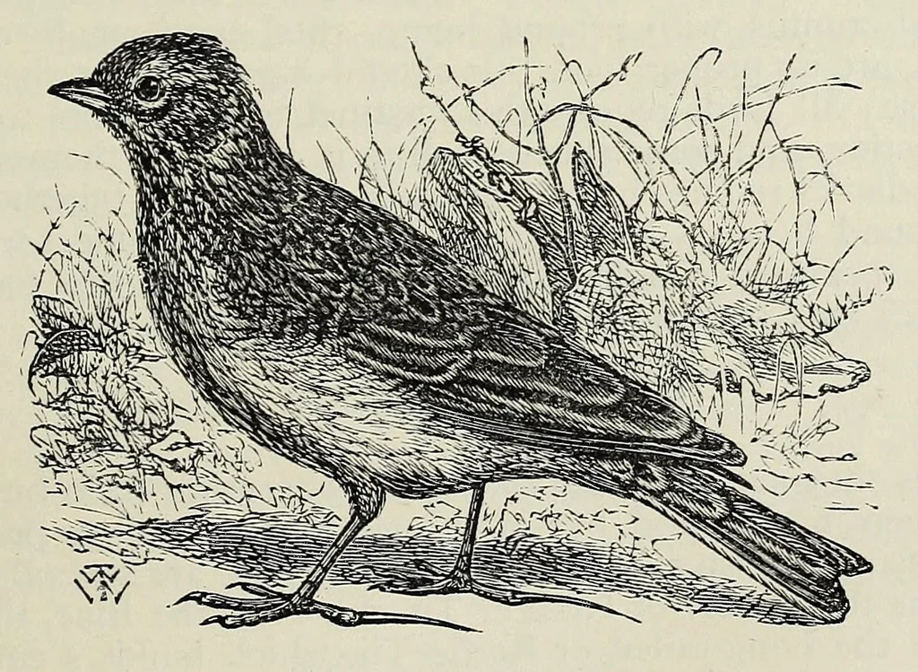 An illustration from The boy's modern playmate : a book of sports, games, and pastimes, 1890, leaf 557