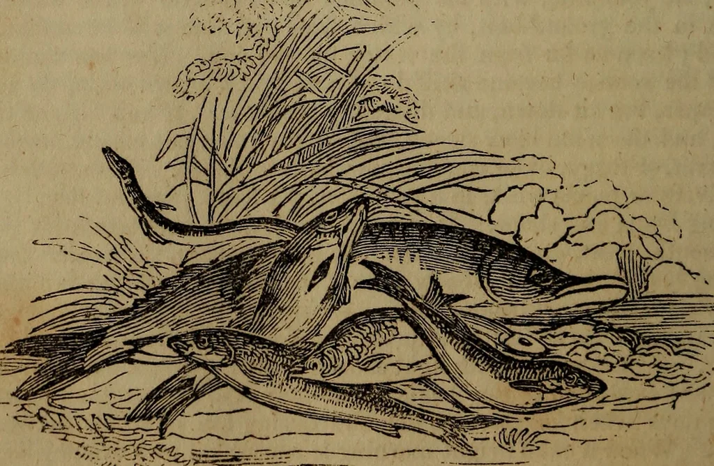 An illustration from The boy's own book;, 1834, leaf 275