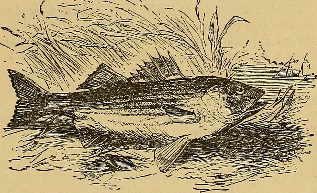 An illustration from Boys' own book : a complete encyclopedia of athletic, scientific, outdoor, and indoor sports, 1881, leaf 254