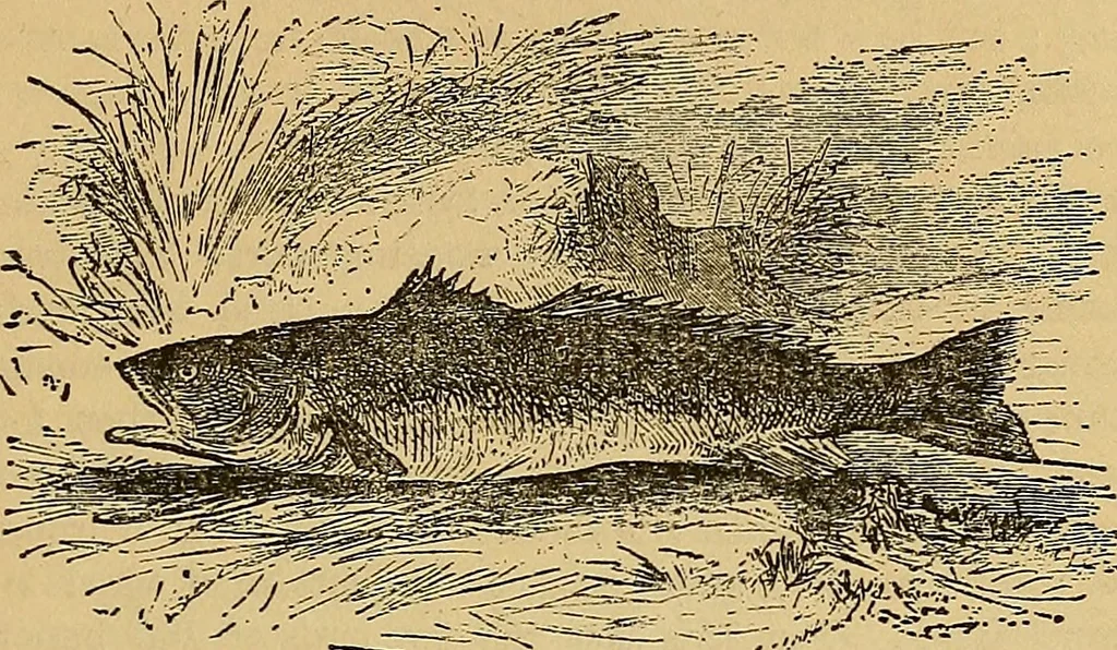 An illustration from Boys' own book : a complete encyclopedia of athletic, scientific, outdoor, and indoor sports, 1881, leaf 256