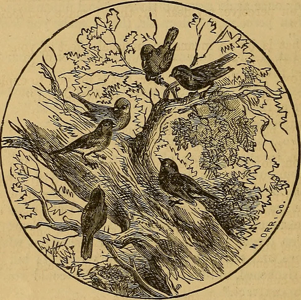 An illustration from Boys' own book : a complete encyclopedia of athletic, scientific, outdoor, and indoor sports, 1881, leaf 349